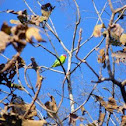 The Plum-headed Parakeet