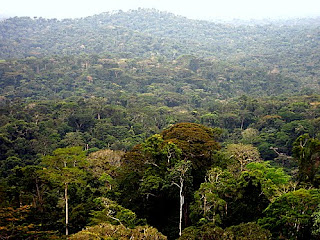 Forêt équatoriale. Photo dentrodeafrica.free.fr