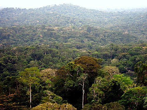 Forêt équatoriale. Photo dentrodeafrica.free.fr