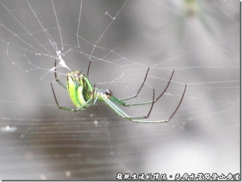 天母水管路登山步道，還有許多的「大銀腹蜘蛛」結網樹梢及水邊。