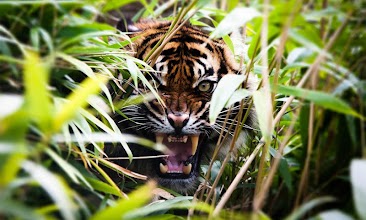 Tigers HD Live Wallpaper APK Download for Android