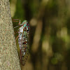 Evening cicada, male