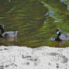 New Zealand Scaup/ Black Teal