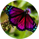social butterflys profile picture