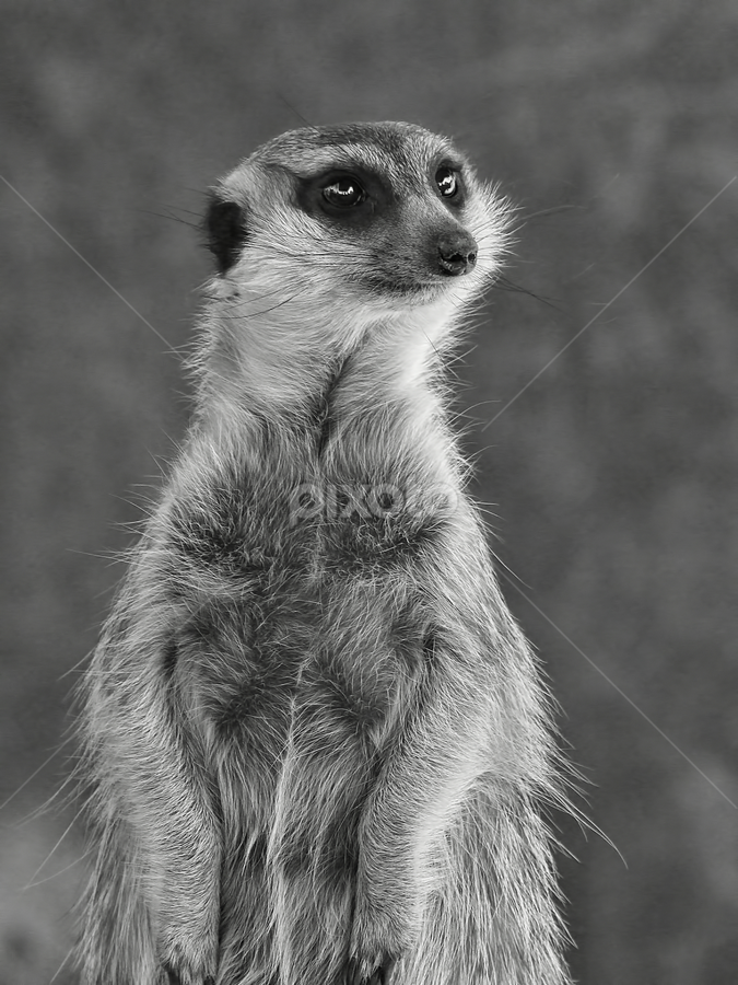 Meerkat by Philip McKibbin - Black & White Animals