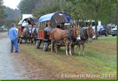 Mule drawn carriages