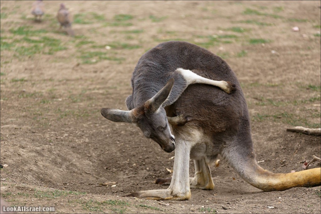 Ган Гуру - парк с кенгуру и другими австралийскими животными | Gan Guru | גן גורו | LookAtIsrael.com - Фото путешествия по Израилю