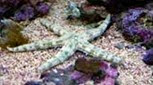 Polynésie étoile de mer de sable
