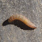 Larva de polilla, moth