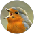 Rouge Gorge Rouge Gorge