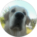 Image Google de layko golden