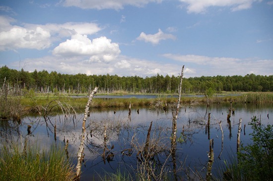 a marsh land in czech republic
