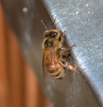 The Buckfast Bee