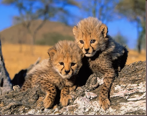 Amazing Animal Pictures Cheetah (4)