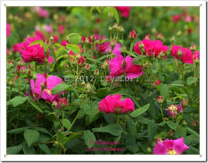1-P1016550RSrm 1-P1016550RSrm