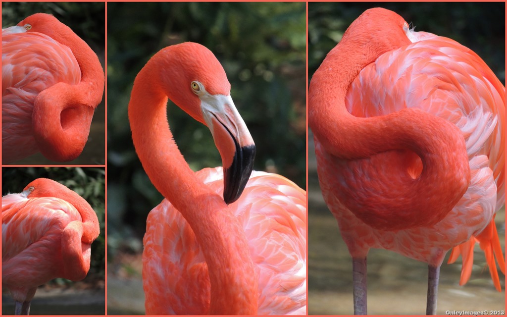 [flamingo%2520collage2%255B4%255D.jpg]