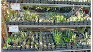 Vegetable Plants Ace Hardware