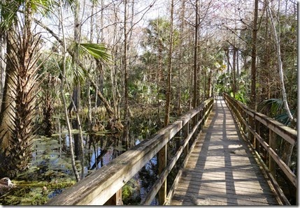 silver_springs-swamp_trail_boardwalk
