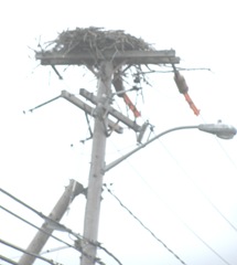 7.31.12 osprey nest on telephone pole6