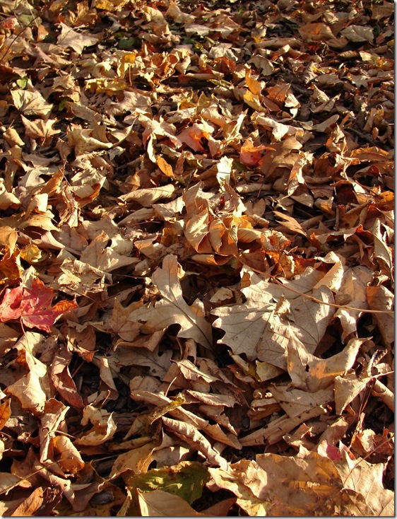Fallen_Autumn_Leaves_Texture_2_by_FantasyStock