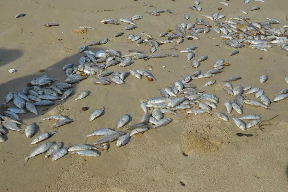 Cá chết dạt vào bờ biển Đà Nẵng kéo dài gần 1km.