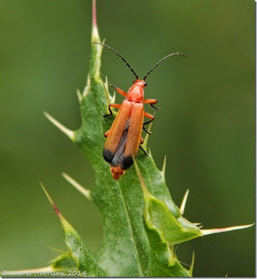 common-red-soldier-beetle-rhagonycha-fulva