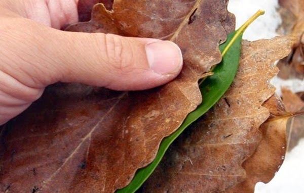 leaves as toilet paper