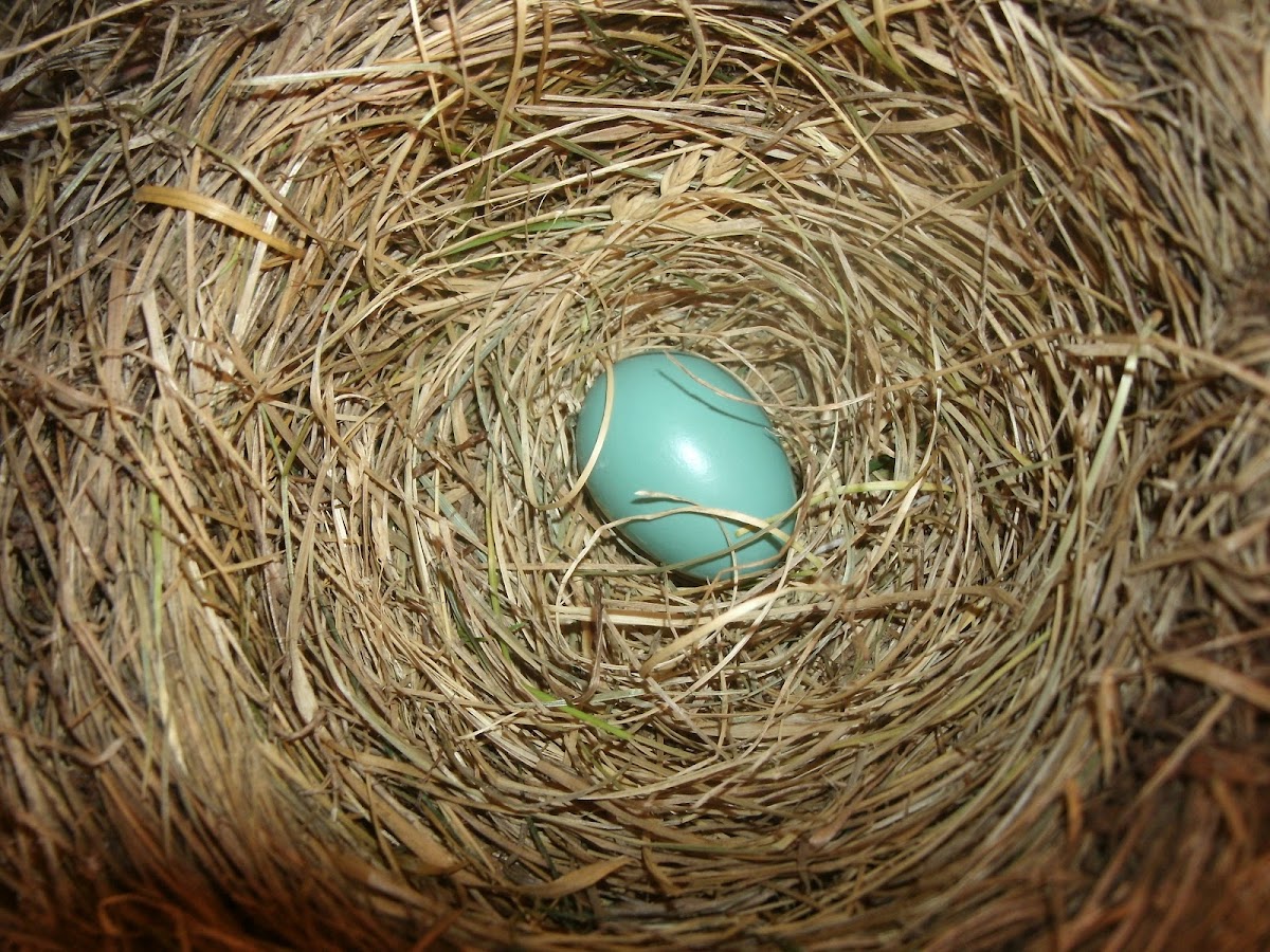 American Robin's 2nd nest