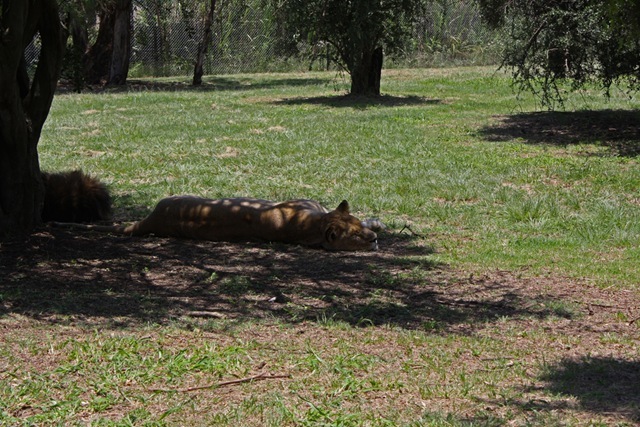 Sleeping Lioness, Lion Park Johannesburg