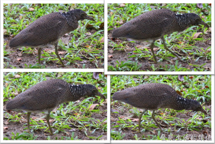 在台南巴克禮公園遇見慢條斯理的夜鷺