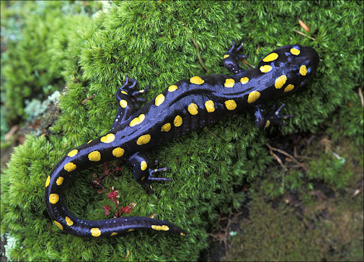Spotted Salamander Amphibians & Reptiles