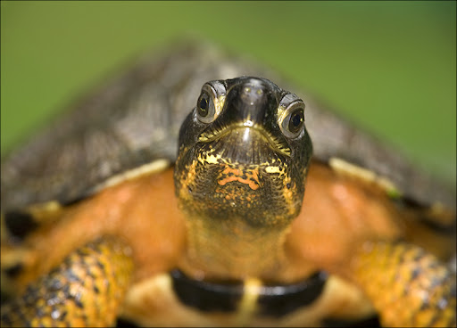 wood turtle Amphibians & Reptiles