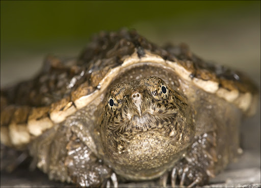 Snapping Turtle Amphibians & Reptiles