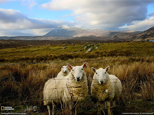 Scottish Sheep Beautiful Landscape Photos