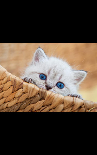 Photos Kitten Live Wallpaper