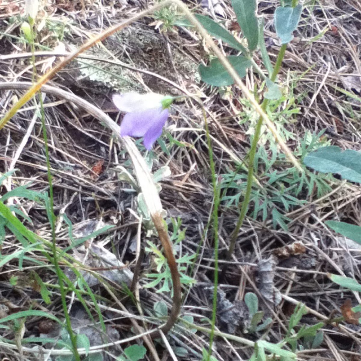 Blue Harebell