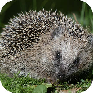 Hedgehog Live Wallpaper.apk 1.1.1