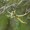 Tent-web Spiders (Juvenile)
