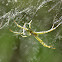 Tent-web Spiders (Juvenile)