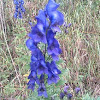 Monkshood