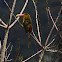 Saffron toucanet / Araçari-banana
