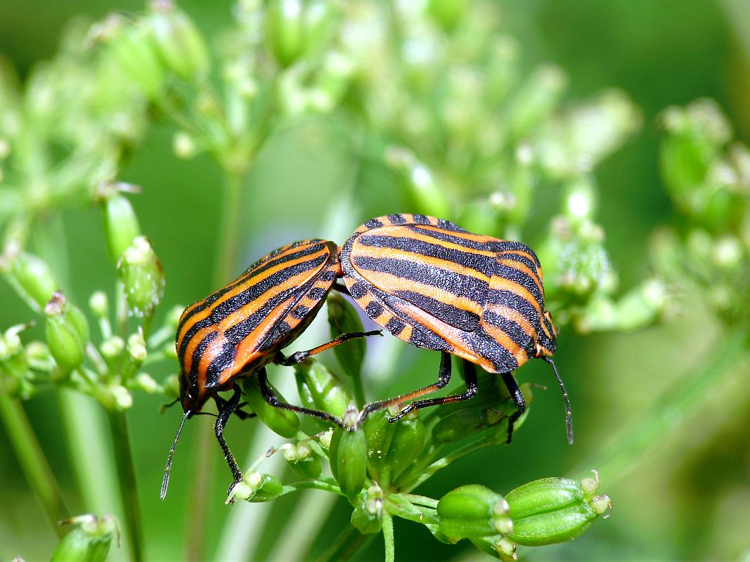 Italian Striped-Bug, Strojnica baldaszkówka