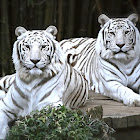 White Tiger