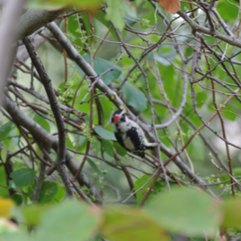 Downy Woodpecker.    Male