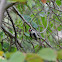 Downy Woodpecker.    Male