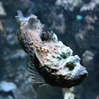 Stonefish / synanceia
