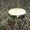 Yellow Fly Agaric