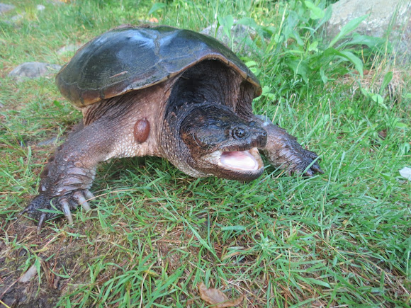  snapping  turtle  Project Noah