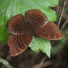 Brown Pansy