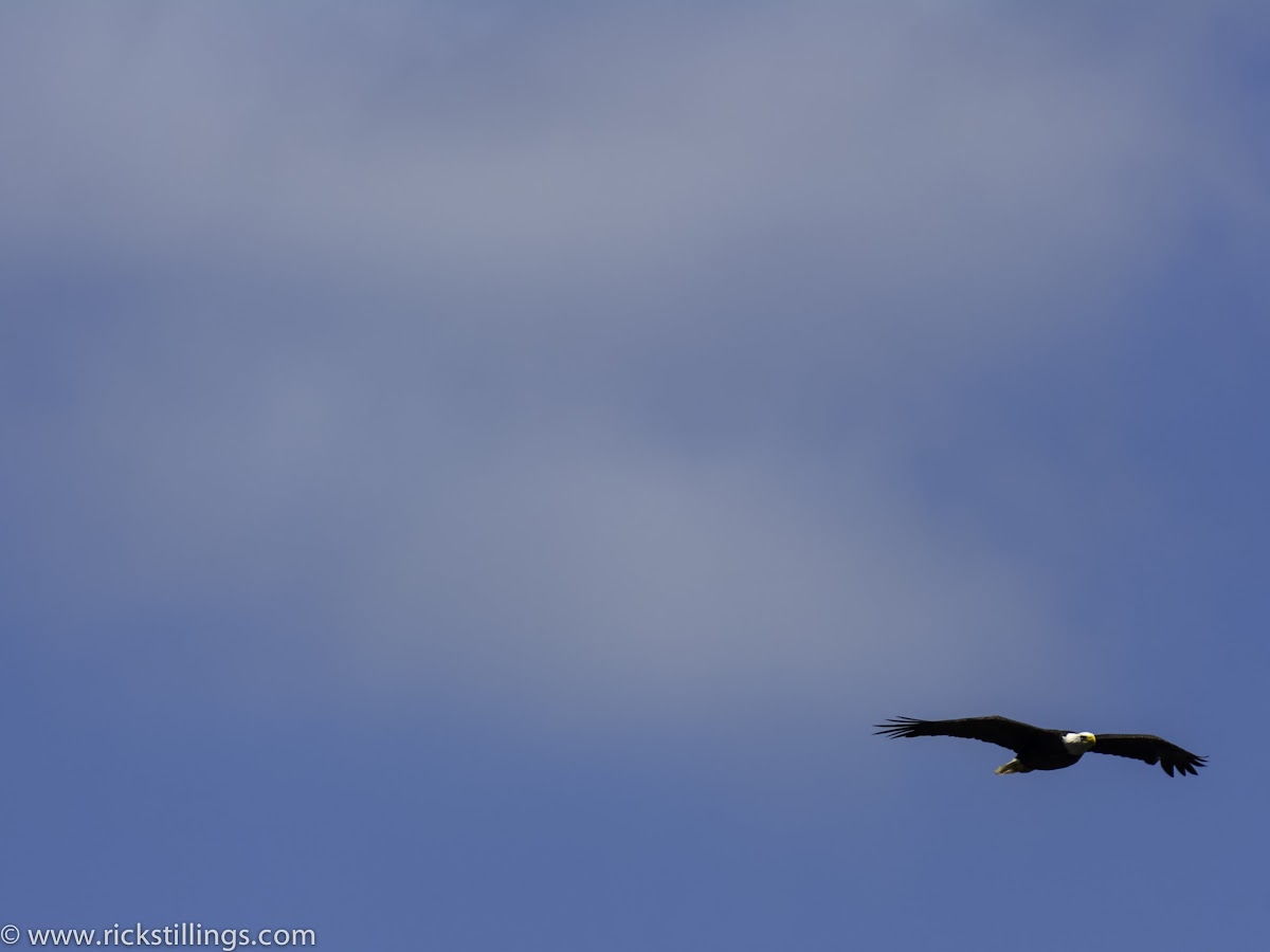 American Bald Eagle (Mature) Haliaeetus leucocephalus